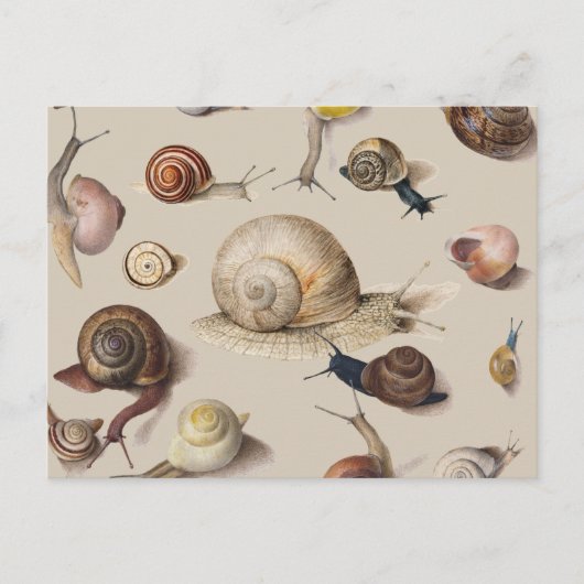 Snail Slug Garden Haustier Gastropod Botanische Sc Postkarte (Vorderseite)
