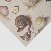 Snail Slug Garden Haustier Gastropod Botanische Sc Seidenpapier (Ausschnitt)