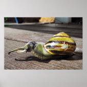 Snailephant Poster (Vorne)