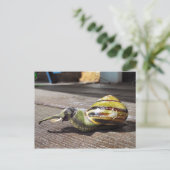 Snailephant Postkarte (Stehend Vorderseite)