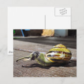 Snailephant Postkarte (Vorne/Hinten)