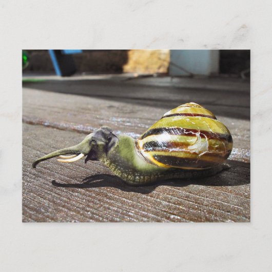 Snailephant Postkarte (Vorderseite)