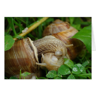 Snails Liebe Kiss Card