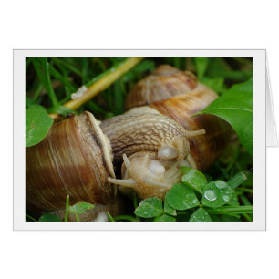 Snails Liebe Kiss Card