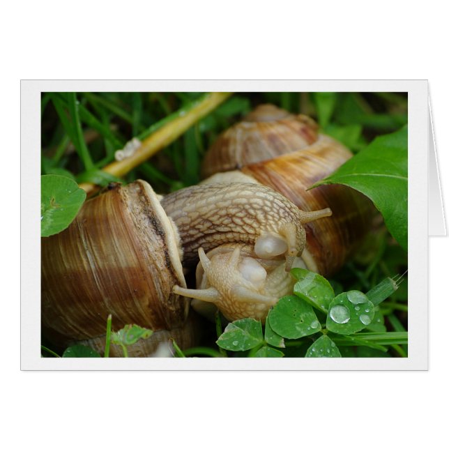 Snails Liebe Kiss Card (Vorderseite (Horizontal))