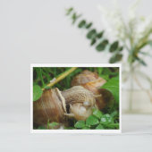 Snails Liebe Kiss Postcard Postkarte (Stehend Vorderseite)