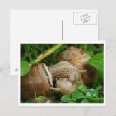 Snails Liebe Kiss Postcard Postkarte (Vorne/Hinten)