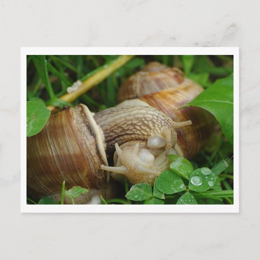 Snails Liebe Kiss Postcard Postkarte (Vorderseite)