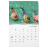 Snails Wall Calendar Kalender (Mär 2027)