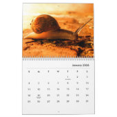 Snails Wall Calendar Kalender (Jan 2026)