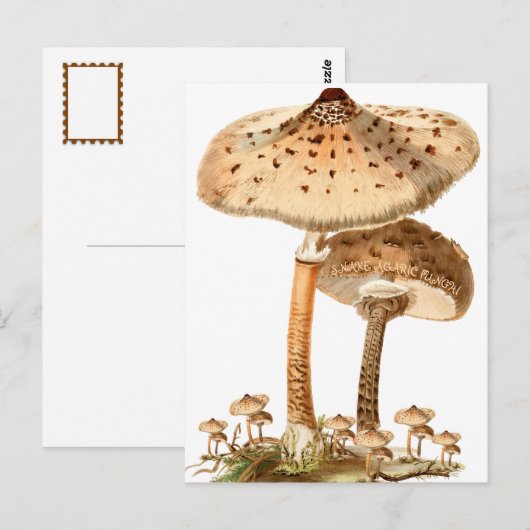 Snake Agaric Funghi Script Vintag | Postkarte (Vorne/Hinten)