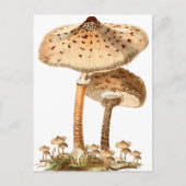 Snake Agaric Funghi Script Vintag | Postkarte (Vorderseite)