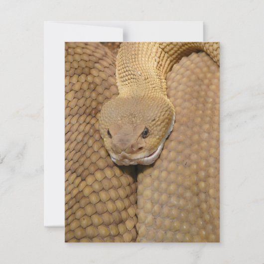 Snake Birthday Card Happy Birthday Snake (Vorderseite)