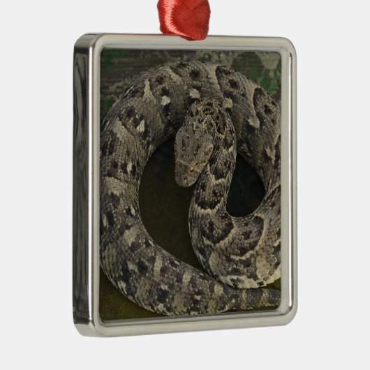 Snake Charmers afrikanischer Puff-adder Bitis Ornament Aus Metall (Rechts)