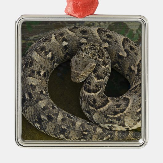 Snake Charmers afrikanischer Puff-adder Bitis Ornament Aus Metall (Vorne)