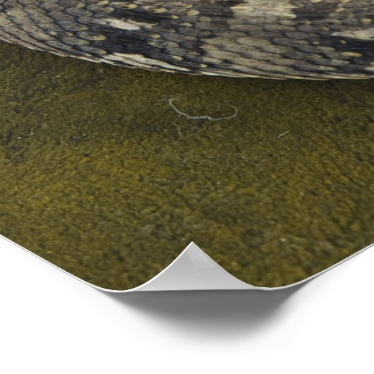 Snake Charmers afrikanischer Puff-adder Bitis Poster (Ecke)