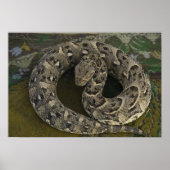 Snake Charmers afrikanischer Puff-adder Bitis Poster (Vorne)