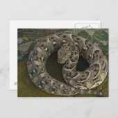 Snake Charmers afrikanischer Puff-adder Bitis Postkarte (Vorne/Hinten)
