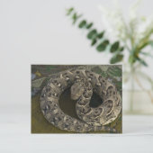 Snake Charmers afrikanischer Puff-adder Bitis Postkarte (Stehend Vorderseite)