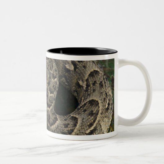 Snake Charmers afrikanischer Puff-adder Bitis Zweifarbige Tasse (Rechts)