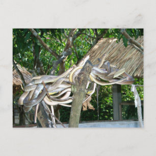 Snake Nest Postkarte