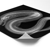 Snake Skeleton Poster (Ecke)