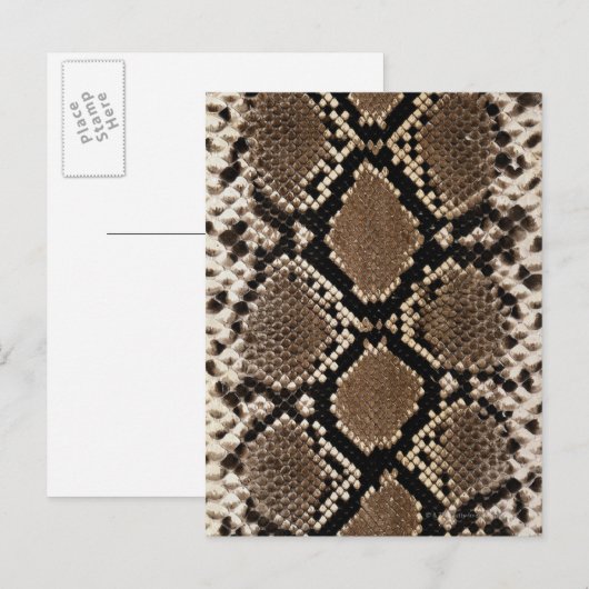 Snake Skin Postkarte (Vorne/Hinten)