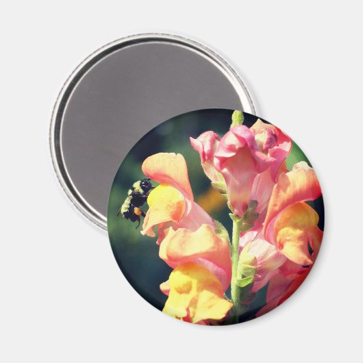 Snapdragon And Bee Flower Photography Magnet (Vorderseite/Rückseite)