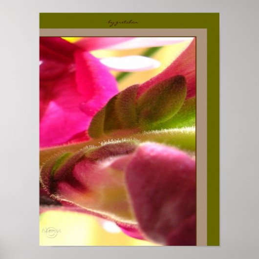 Snapdragon Blossom CloseUp FotoPoster von gretchen Poster (Vorne)
