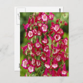 Snapdragon Blume Postcard Postkarte (Vorne/Hinten)