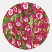 Snapdragon Blume Stickers (Vorderseite)