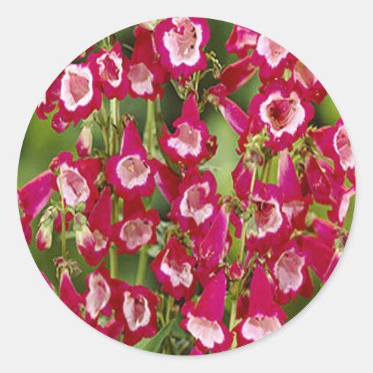 Snapdragon Blume Stickers (Vorderseite)