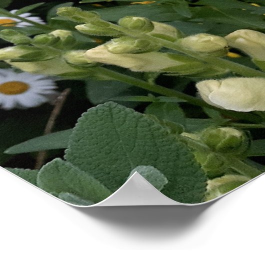 Snapdragon Daisy Blumengarten Poster (Ecke)