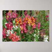 Snapdragon Festival Poster (Vorne)