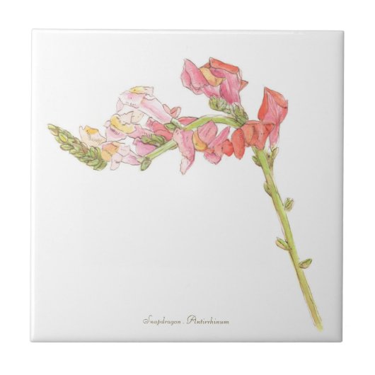 Snapdragon fliese (Vorderseite)