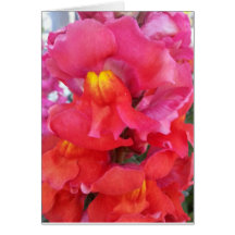 Snapdragon Karte (freier Raum nach innen)