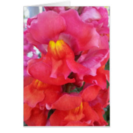 Snapdragon Karte (freier Raum nach innen)