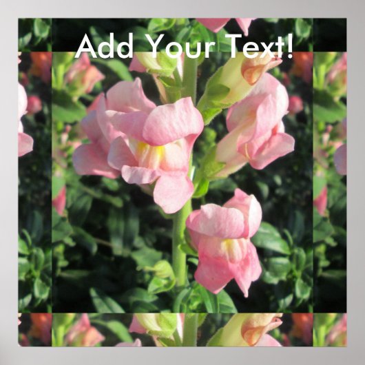 Snapdragon Pink-Blume Poster (Vorne)