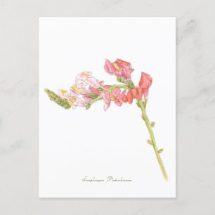 Snapdragon Postcard Postkarte
