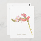 Snapdragon Postcard Postkarte (Vorne/Hinten)