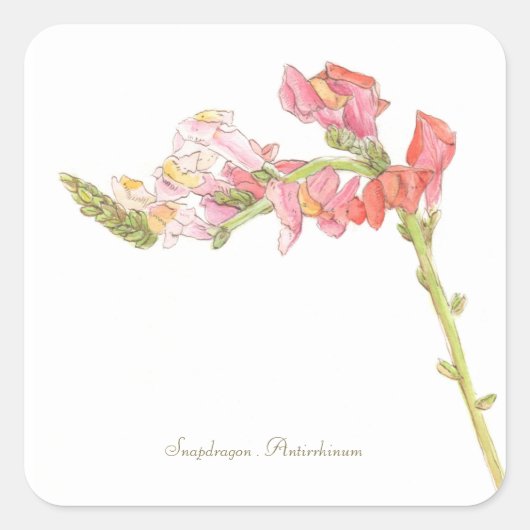 Snapdragon Sticker (Vorderseite)