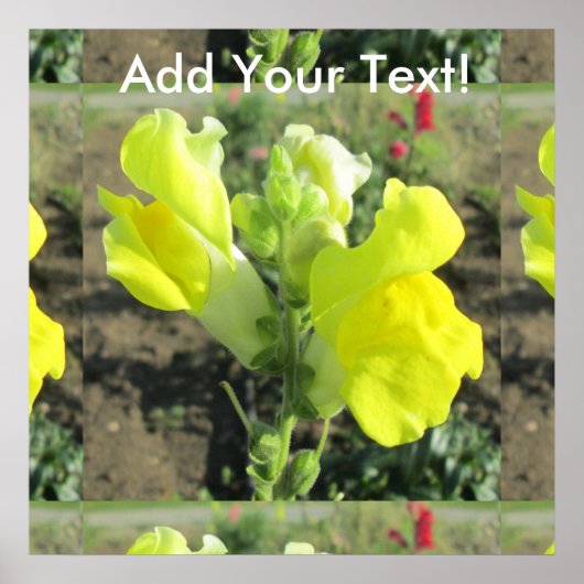Snapdragon Yellow Blume Poster (Vorne)