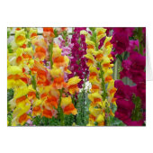 Snapdragons farbenfrohe Blüte (Vorderseite (Horizontal))