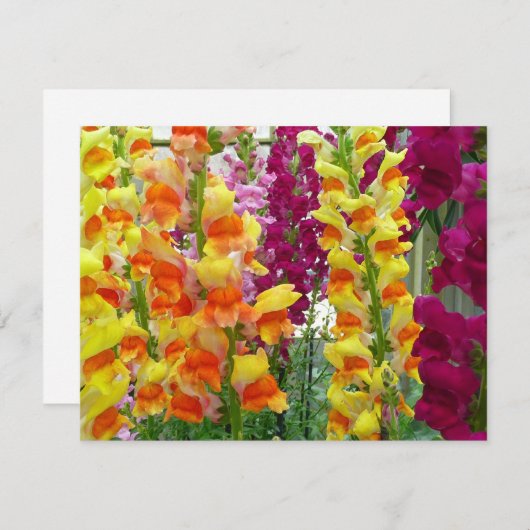 Snapdragons farbenfrohe Blüte (Vorne/Hinten)