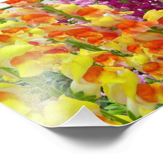 Snapdragons farbenfrohe Blüte Fotodruck (Ecke)