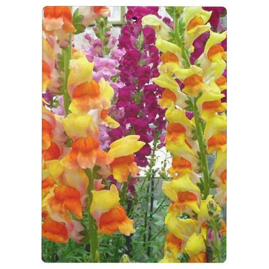 Snapdragons farbenfrohe Blüte Klemmbrett (Rückseite)