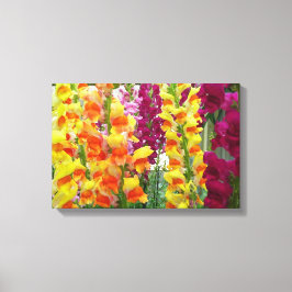 Snapdragons farbenfrohe Blüte Leinwanddruck