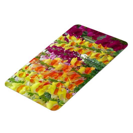 Snapdragons farbenfrohe Blüte Magnet (Linke Seite)