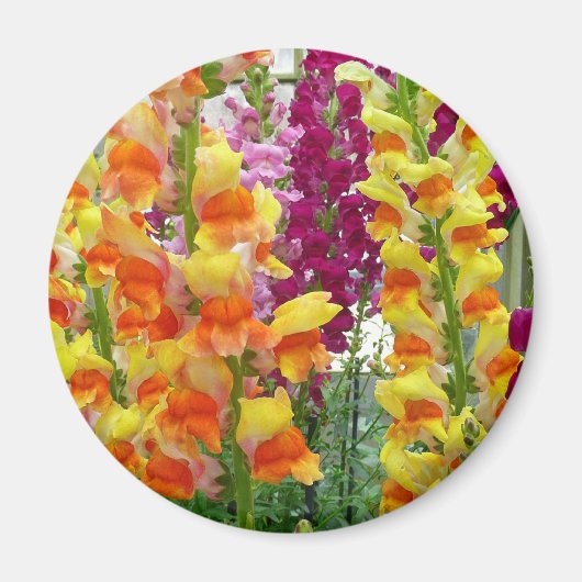 Snapdragons farbenfrohe Blüte Magnet (Vorne)
