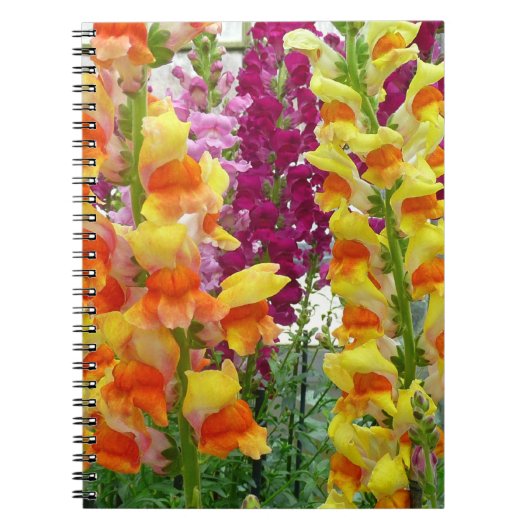 Snapdragons farbenfrohe Blüte Notizblock (Vorderseite)